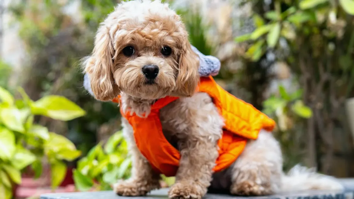 A cream-colored Cavapoo puppy standing on a grooming table while being brushed