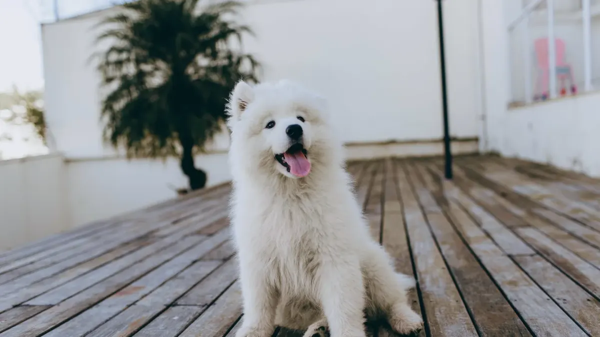 A curly-coated goldendoodle puppy sitting on a hardwood floor