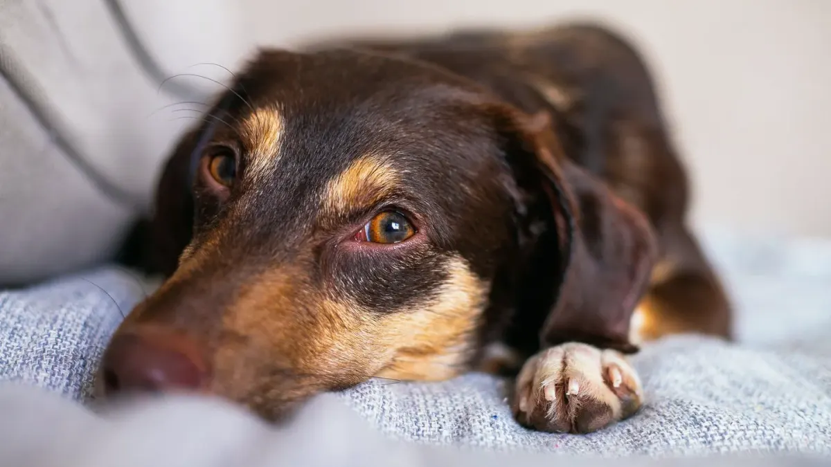 A dog crouched low behind a sofa with ears back, watching the window