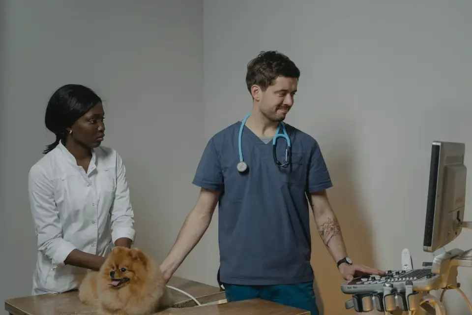 A dog during a veterinary imaging appointment