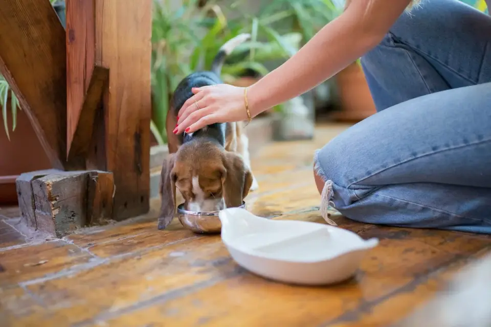 A dog eating from a stainless bowl set on a wipeable feeding mat