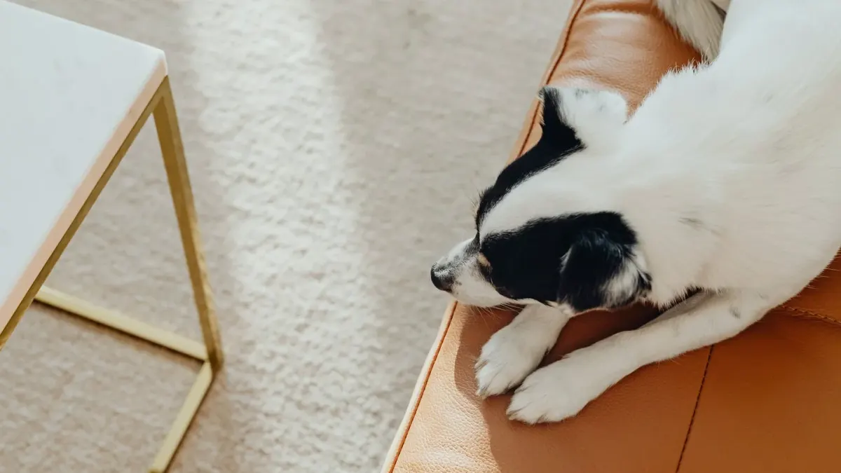 A dog lying calmly on a rug near a wall outlet diffuser