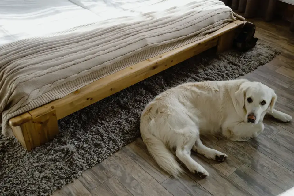 A dog lying on a cushioned bed next to a nonslip runner on a wood floor