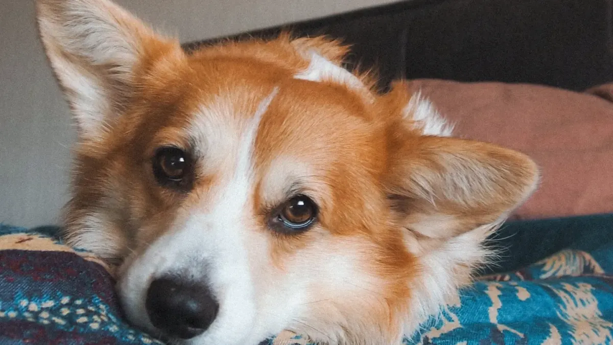 A dog resting calmly against its owner's leg on a living room floor