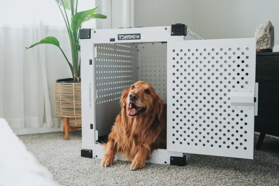 A dog standing at the open door of a wire crate, appearing hesitant to enter