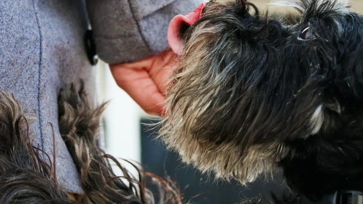 A dog walking close behind its owner through a kitchen doorway