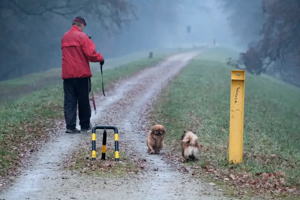 A dog walking on a leash along a damp path after rain