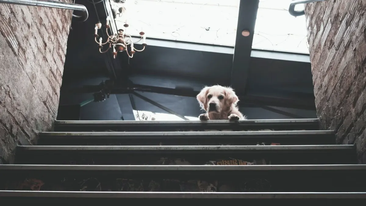 A golden retriever pushing up slowly from a dog bed in a sunlit living room