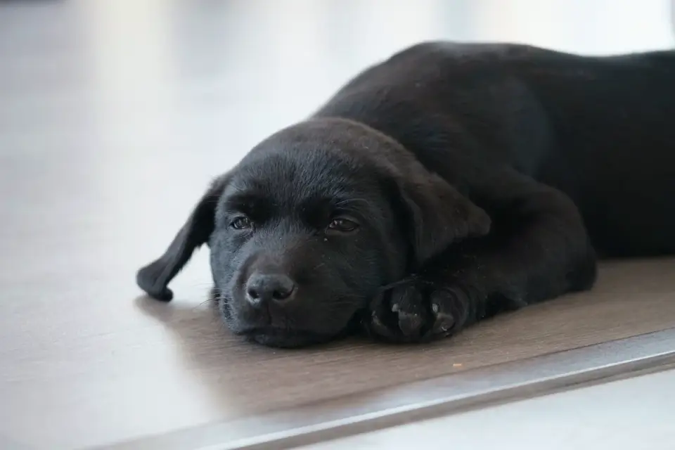 A gray-muzzled Labrador resting on a rug in a living room