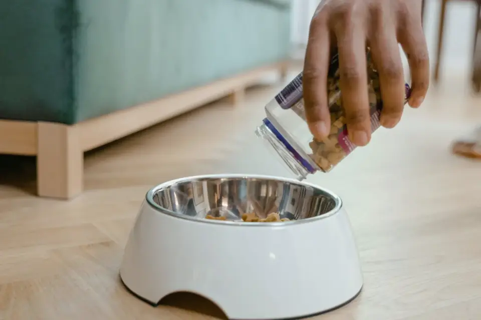 A grey-muzzled dog eating from a bowl on a kitchen floor