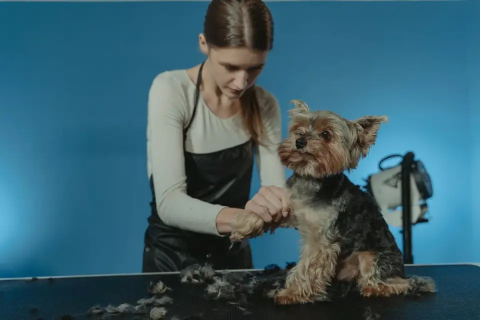A groomer brushing a curly-coated dog's coat on a grooming table