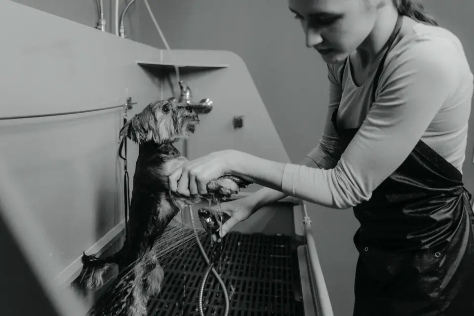 A groomer brushing out the long white coat of a Maltese dog