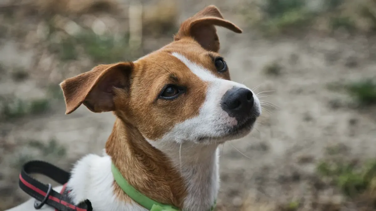 A Jack Russell Terrier mid-stride on a grassy trail, ears up and alert