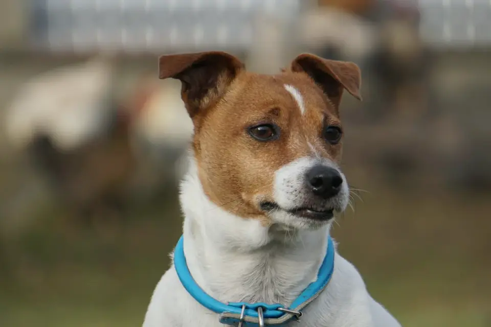 A Jack Russell Terrier mid-stride on a grassy trail, ears up and alert
