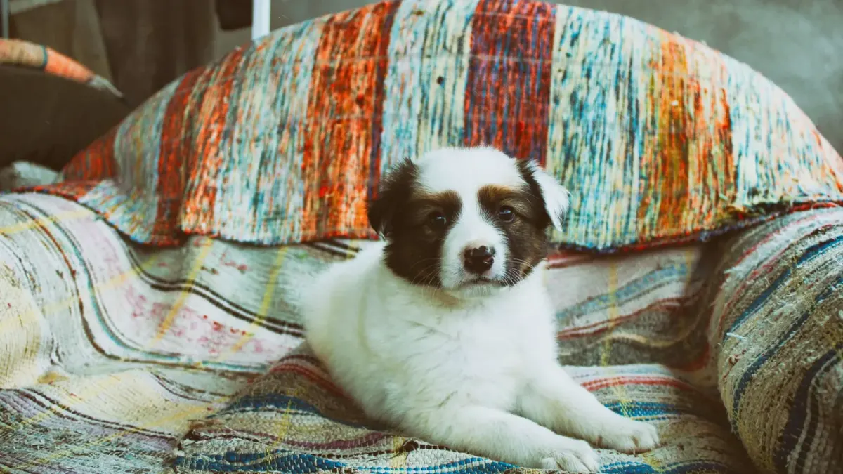 A large adult dog lying on a rug in a compact apartment living room