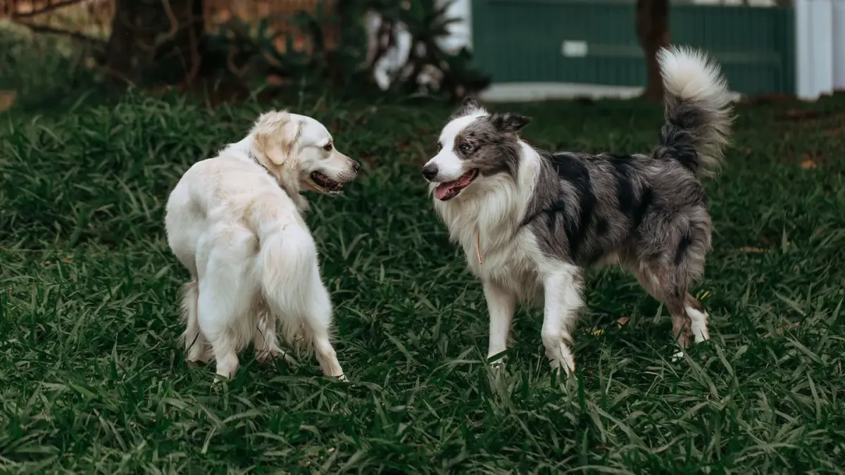 A male and female dog of similar size playing together in a grassy park