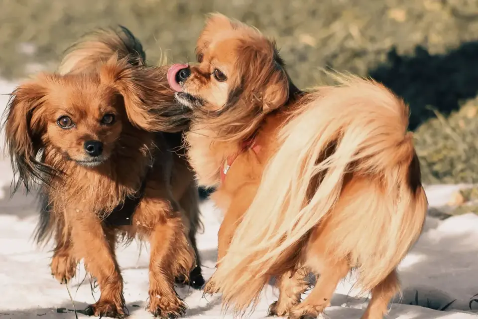 A male and female dog of similar size playing together in a grassy park