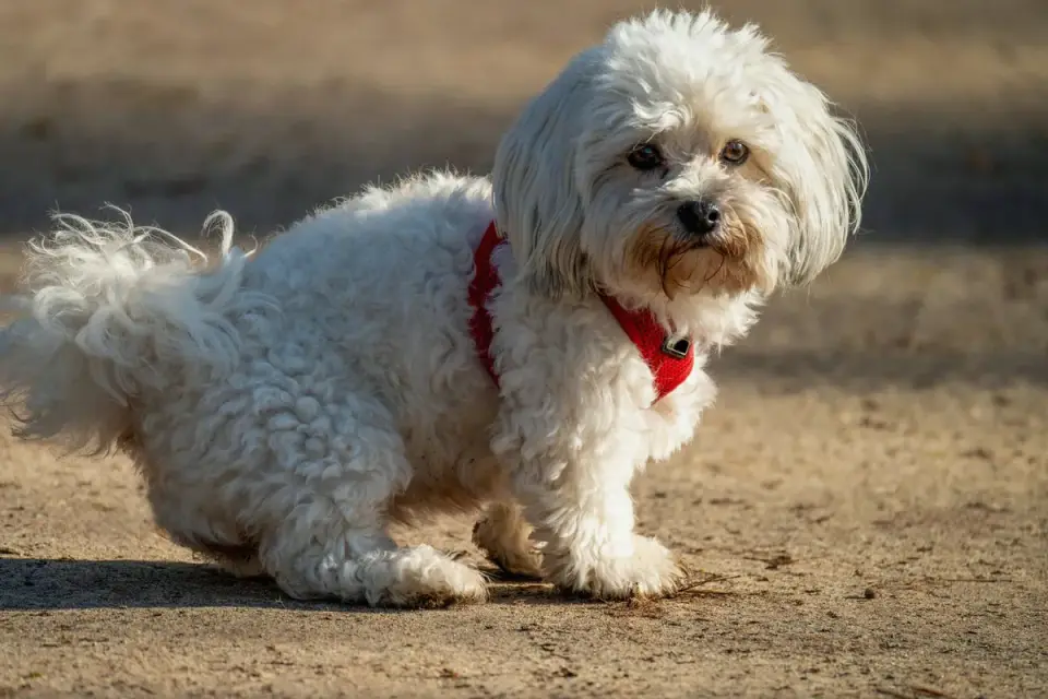 A Maltese with a short, low-maintenance puppy clip