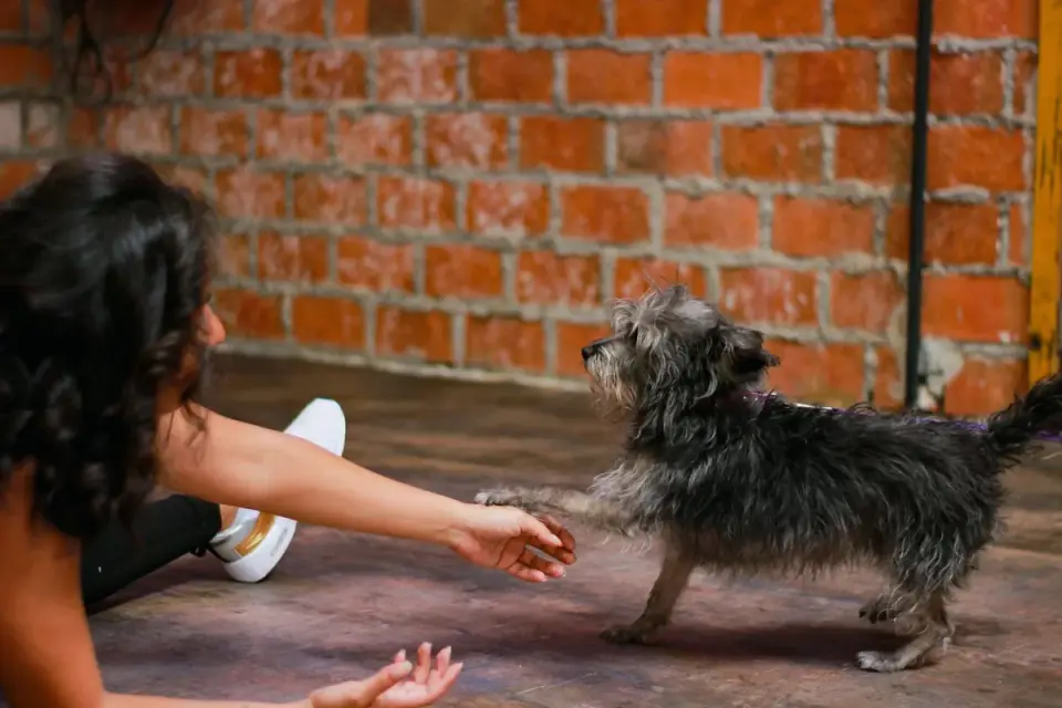 A person handing a small treat to a calm dog sitting on the floor at home