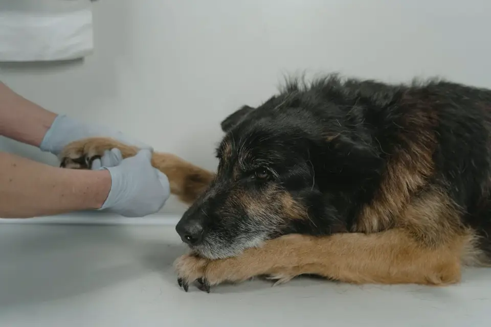 A person's hands resting along a dog's rib cage during a physical exam