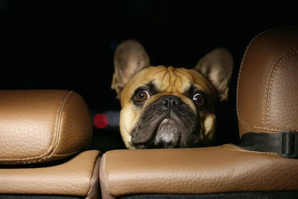 A puppy sniffing the back seat of a car before a ride