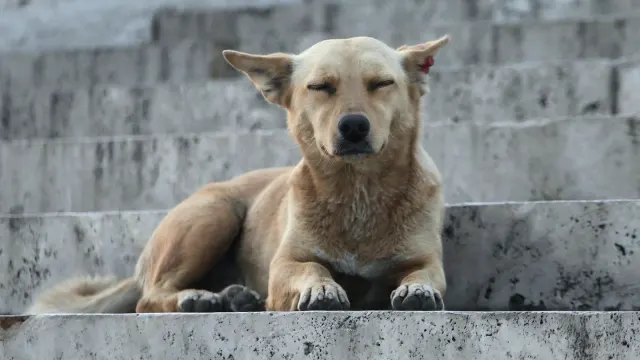 A senior dog lying on an orthopedic bed at the base of a staircase