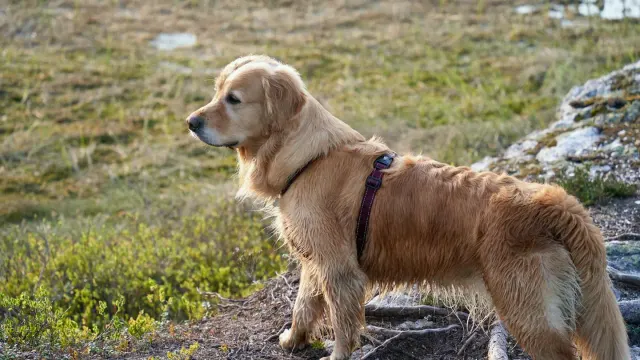 A senior golden retriever standing on a wood floor, weight shifted slightly off one hind leg