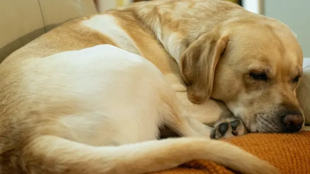 A senior Labrador standing at the foot of a dimly lit staircase at home