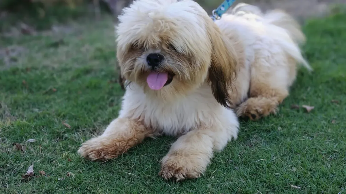 A Shih Tzu and a Lhasa Apso sitting side by side outdoors