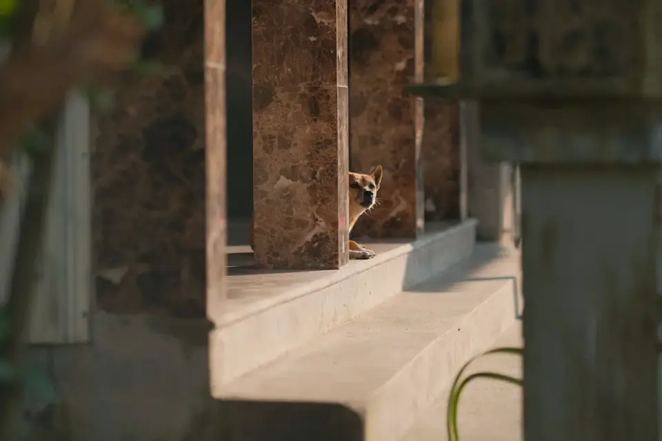 A small senior dog pausing at the top of porch steps