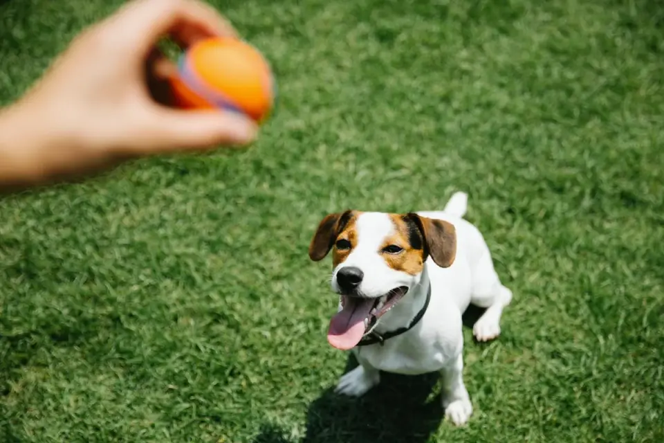 A small terrier takes a soft chew treat from its owner's hand