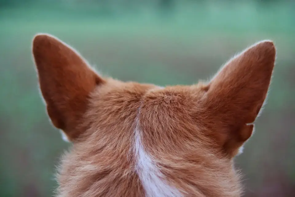 A veterinarian gently examining a dog's ear canal