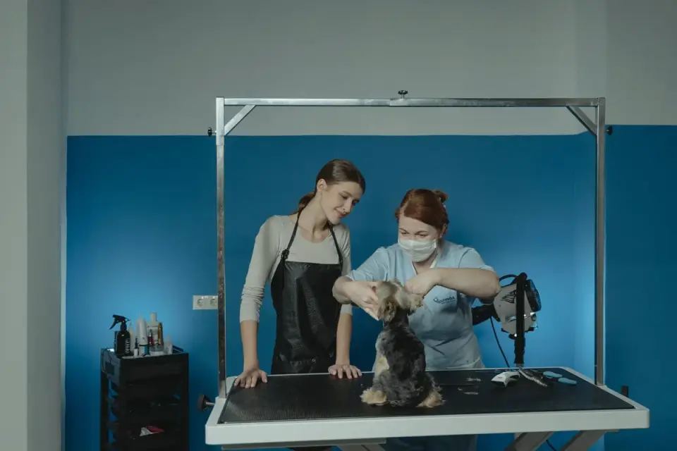 A veterinarian gently examining the hind leg of a small toy-breed dog