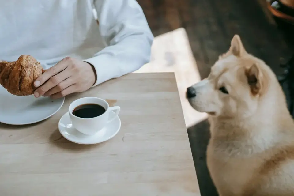 A veterinarian palpating a dog's abdomen during a routine exam
