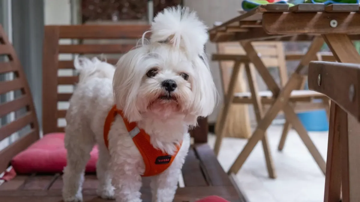 A white Maltese dog standing on a grooming table while an owner brushes its long coat