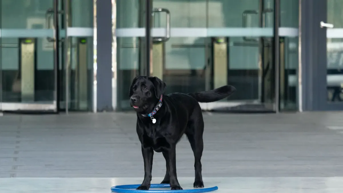 A yellow Labrador Retriever standing on a veterinary scale during a checkup