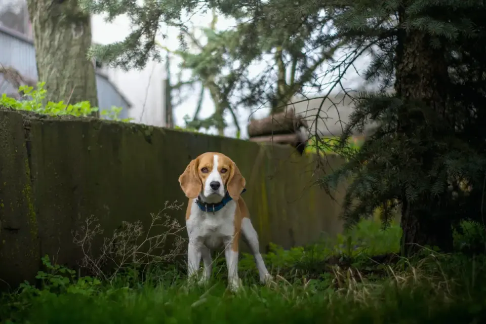 An older beagle standing outdoors and looking attentive