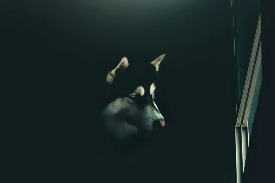 An older dog hesitating at the foot of a staircase in dim evening light