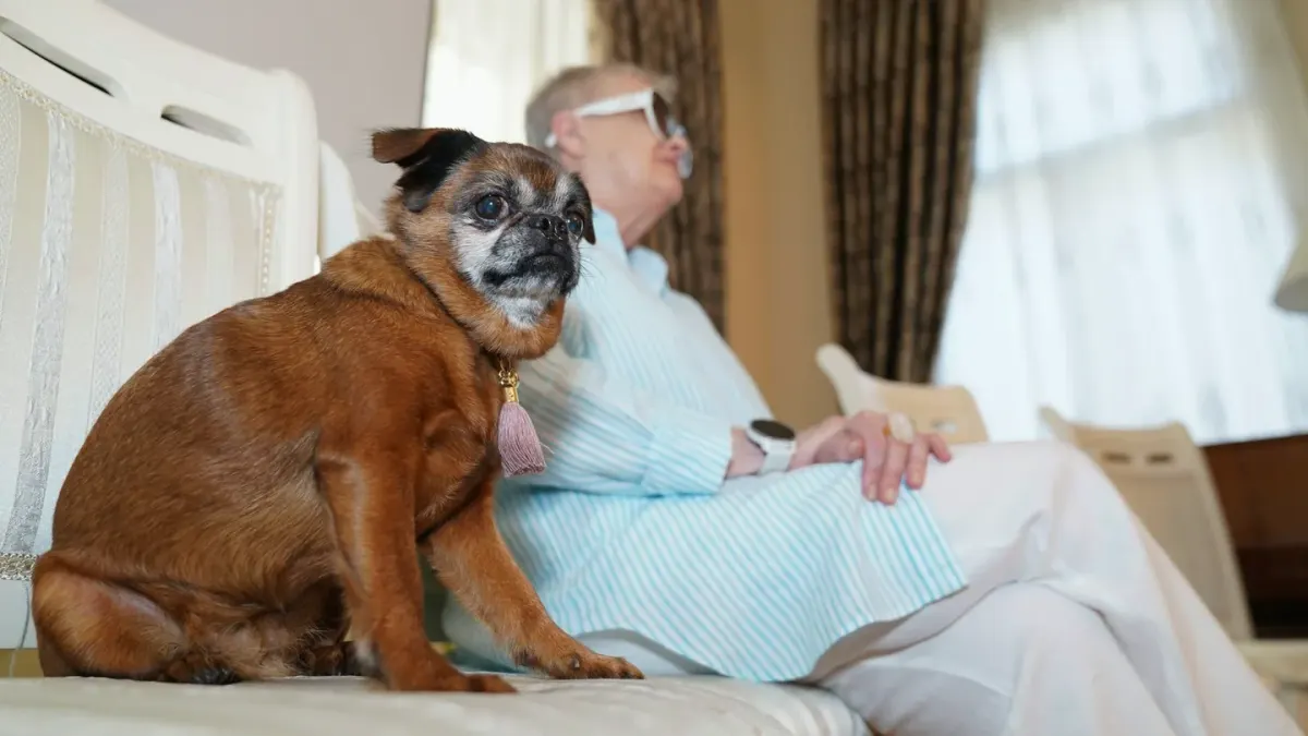 An older dog resting on the floor near a window with rain running down the glass