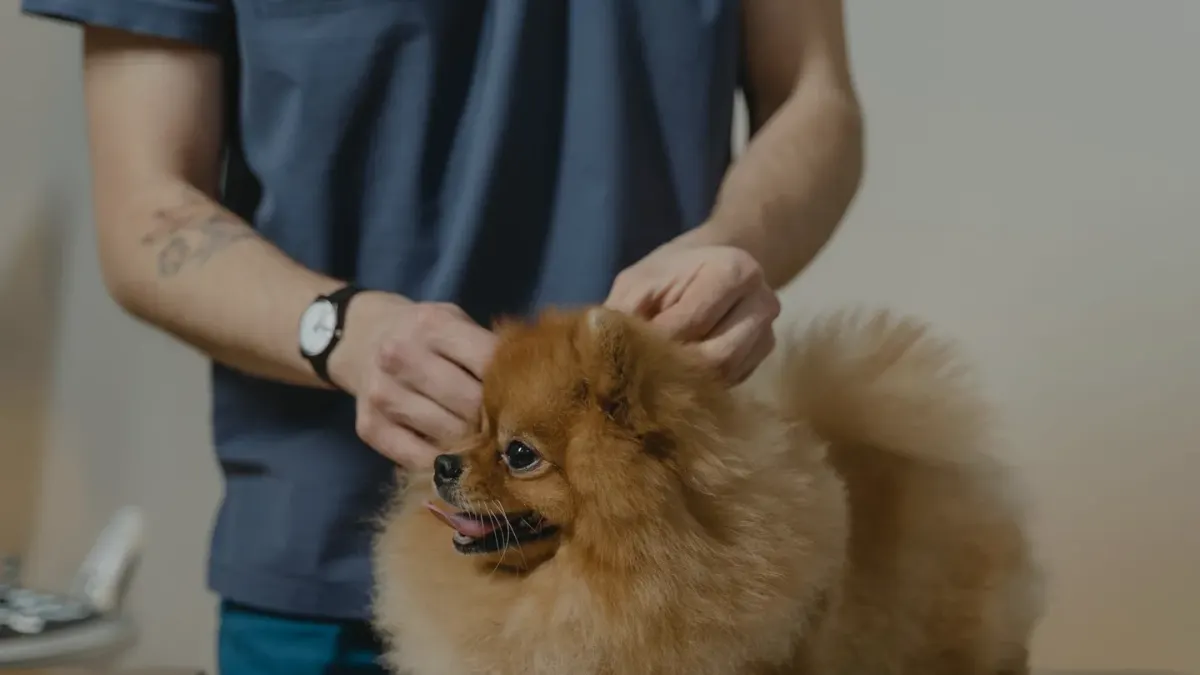 An older dog standing calmly on a veterinary clinic floor scale