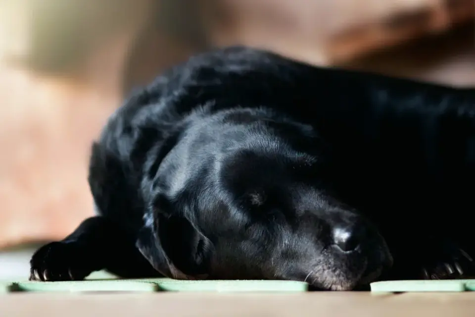 An older Labrador lying on a cushioned bed indoors on an overcast day