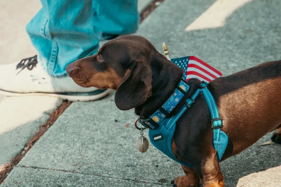 An owner walking a small dog on a city sidewalk between apartment buildings