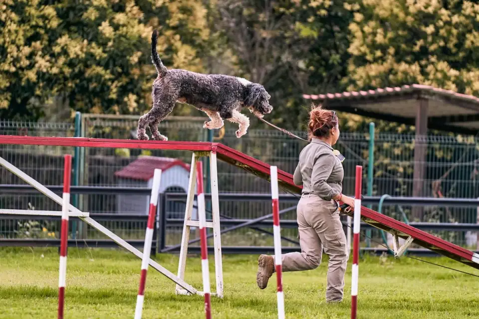 Australian Shepherd running through an outdoor agility course