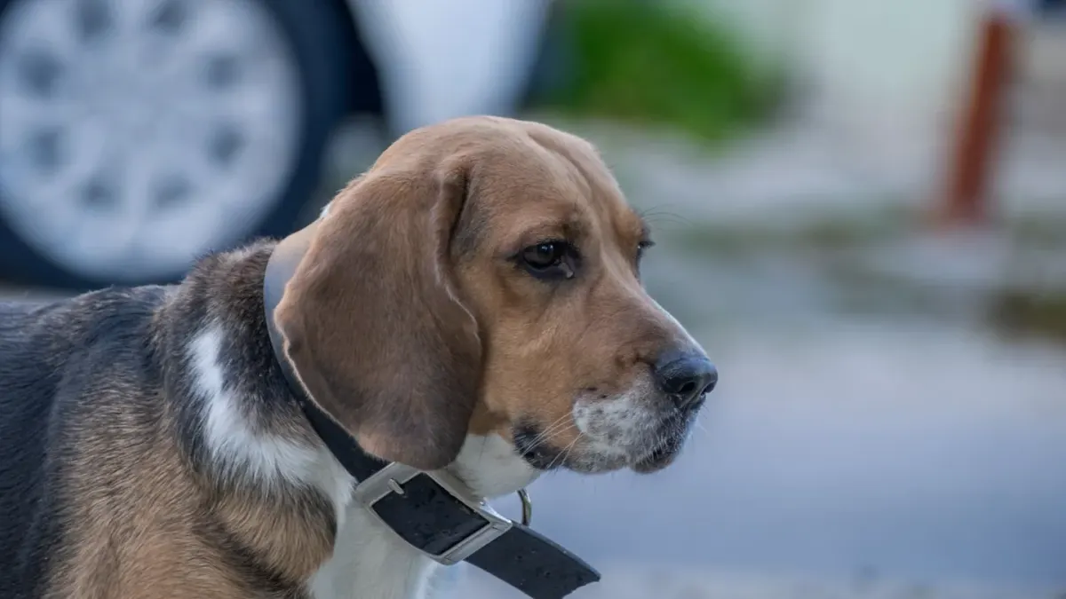 Beagle outdoors