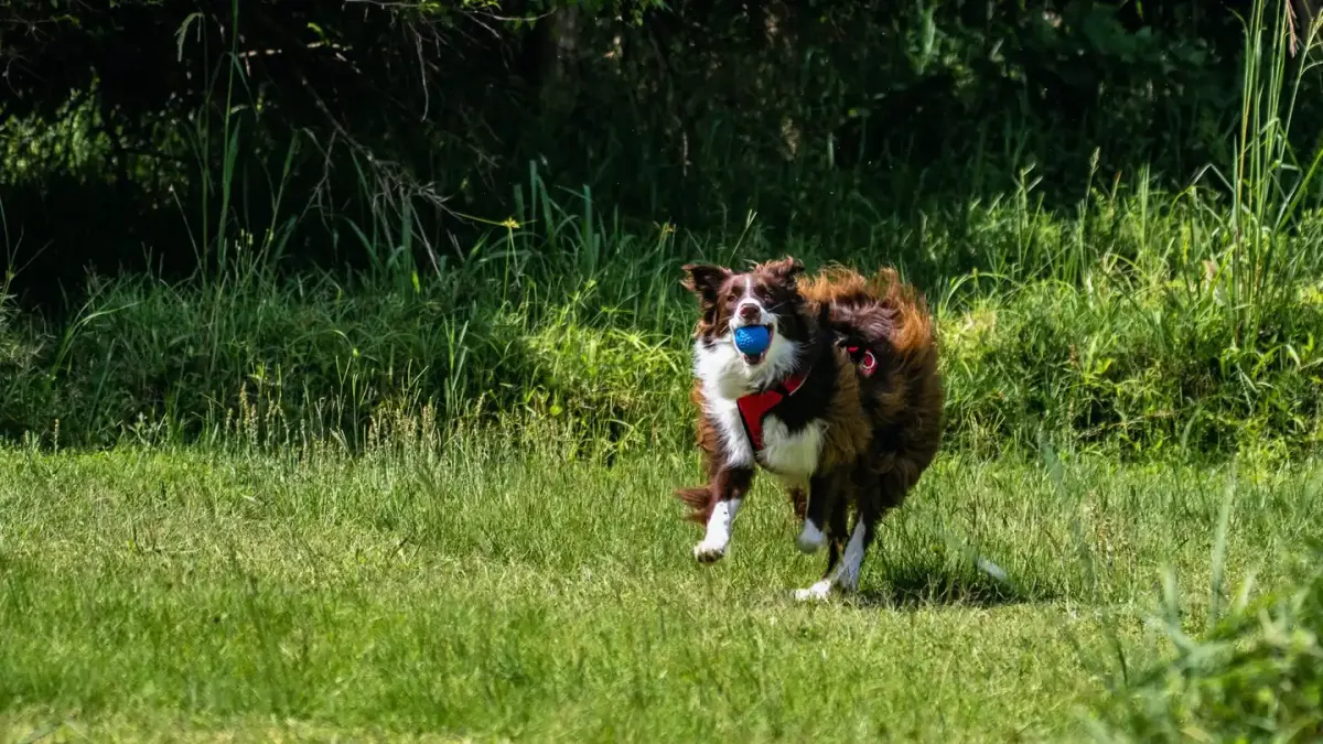 Border collie running