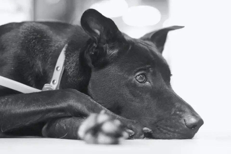 Calm dog resting at home