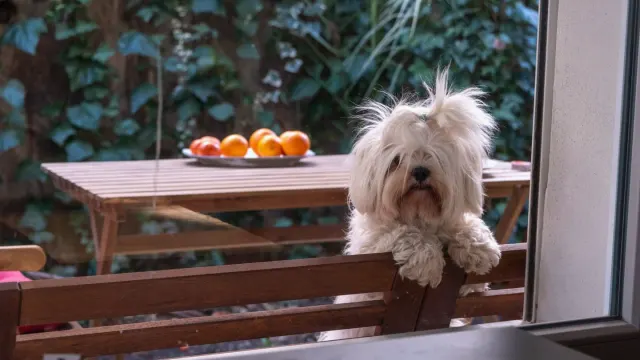 Dog at home near a kitchen