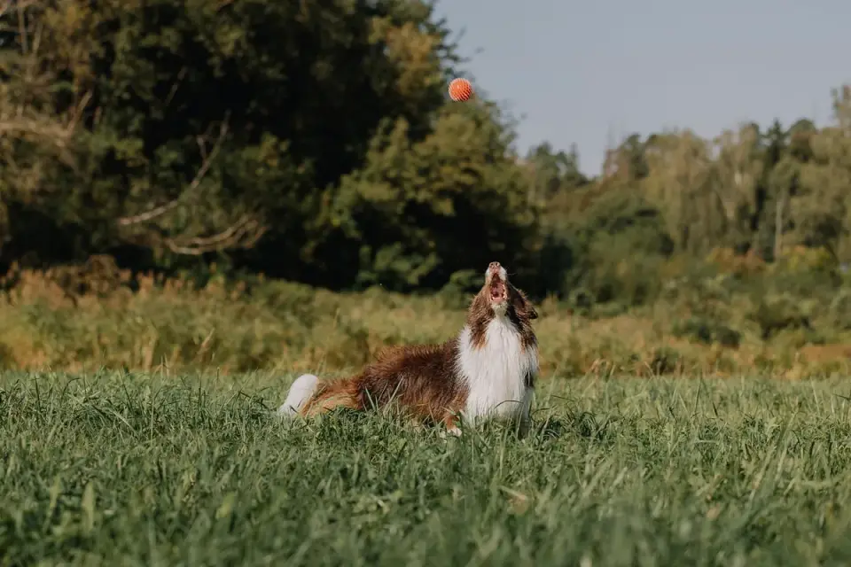 Dog barking outdoors
