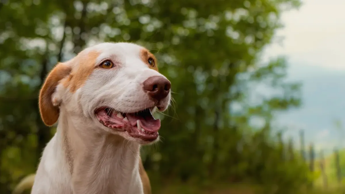 Dog barking outdoors
