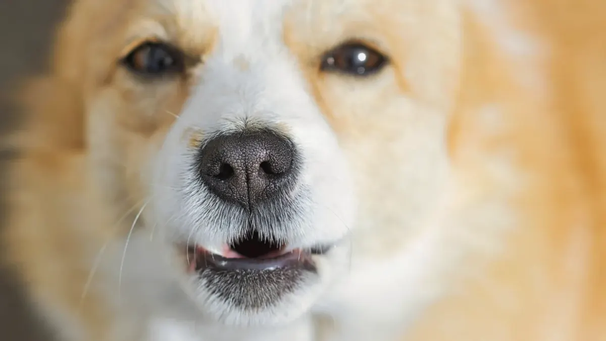 Dog close to a bowl